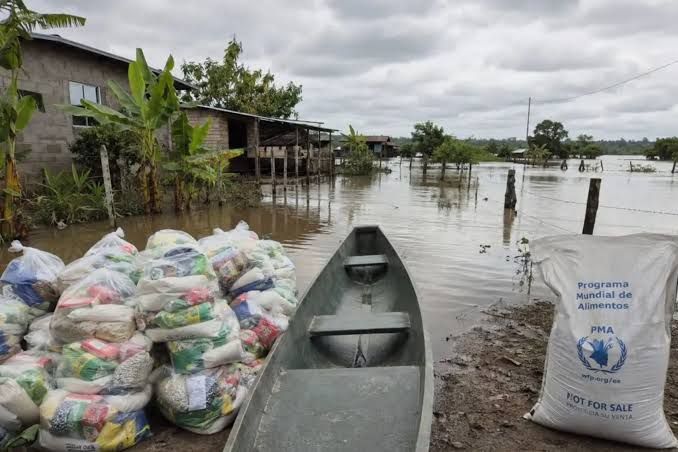Guayacanes florecen antes: fenómeno de El Niño cambia la flora en Colimes